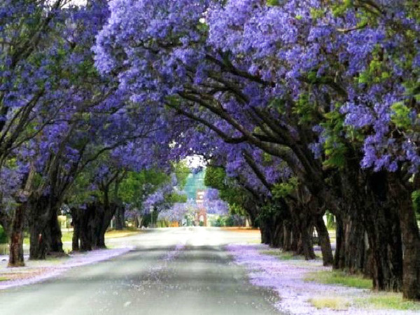 jacarandas.jpg