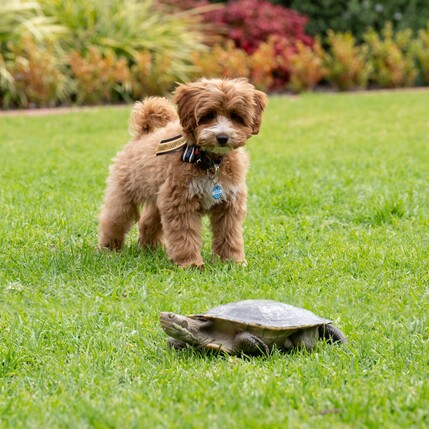 Bonnie and Turbo - Copy.jpg